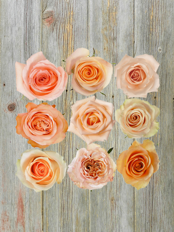  PEACH ROSES